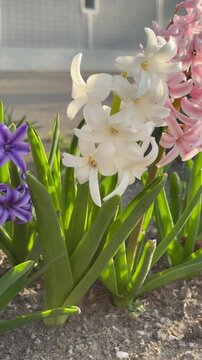 A slider shot of colorful hyacinths lined up