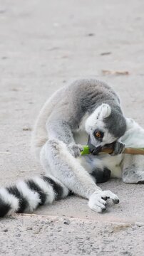 Ring-tailed Lemur Eating a Green Stalk