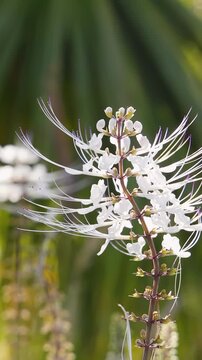 White Cat Whiskers Flower Orthosiphon Aristatus in Tropical Garden