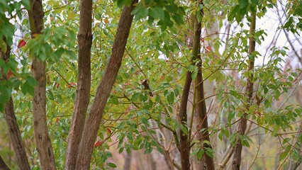 Fototapeta premium hiding place of little sparrow in the nature, the evergreen forest in the start of spring season, little bird hop on tree branch in the foliage