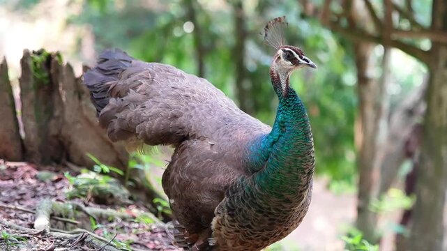 blue peahen standing in the park, peahen with tail half open looking around the surrounding, female indian peafowl in the wild