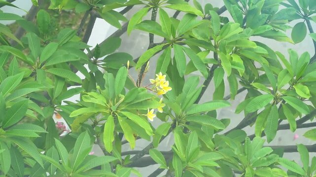 yellow flowers on the trees, frangipani trees in the afternoon, bunga jepun grow in big trees, green leaves blown by the wind