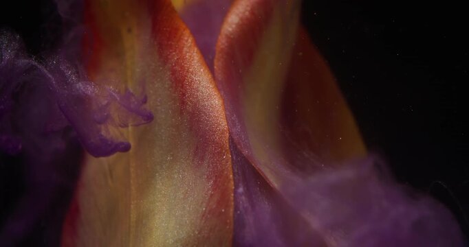 Flower smoke. Ink drop explosion. Blur yellow red color petals tulip nature purple splash on abstract dark black background.