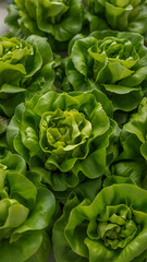 Fototapeta premium Fresh green lettuce heads growing in a garden or farm field with lush leaves