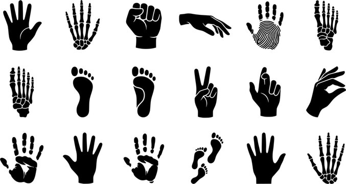 Vintage engraving set of human hands and feet featuring palm, fist, open hand, and footprints in a detailed woodcut etching style
