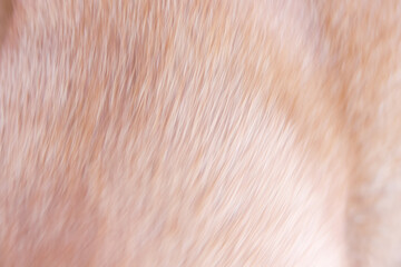 Fototapeta premium Blurred fur brown texture dog background