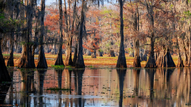 Cypress trees reflecting in bayou swamp water in autumn