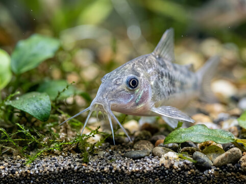 Small catfish swimming in a natural aquarium with green plants