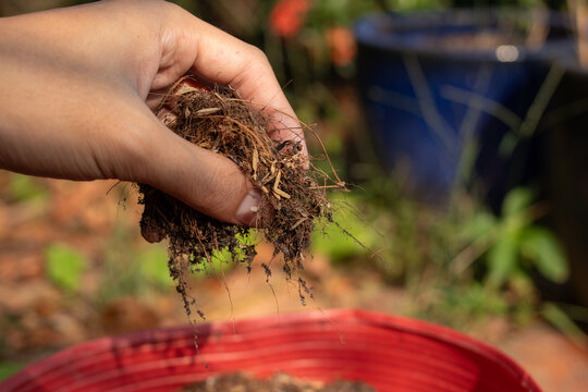 Close up side view of a hand lifting a clump of organic coconut coir and rice husks to check the soil quality for gardening