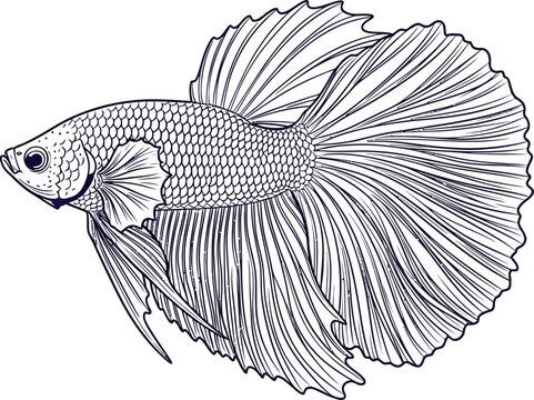 btfish (100).eps