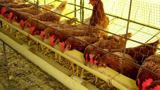 Industrial poultry farm: a group of laying hens feeding in battery cages at an egg production facility - Side view