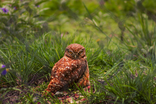 Tecolote, raza de b&uacute;ho peque&ntilde;a originaria del centro de M&eacute;xico