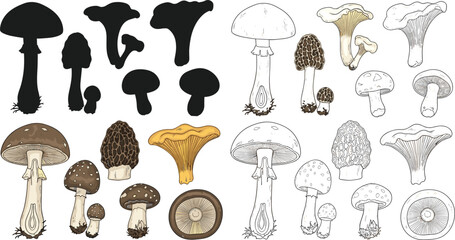 Mushroom Collection Vector Set with Silhouettes, Hand Drawn Sketches, and Colored Fungi Illustrations, Forest Botanical Elements for Nature, Food, and Vintage Design © MdMojnu