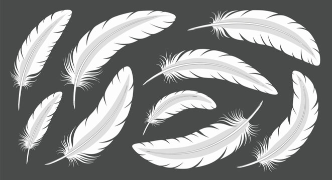Assortment of soft white feathers with various shapes and sizes isolated on a gray background for use in soft and elegant design themes.