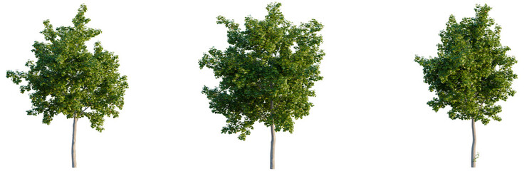 Obraz premium Collection of three young Acer platanoides trees in various growth stages isolated on black.