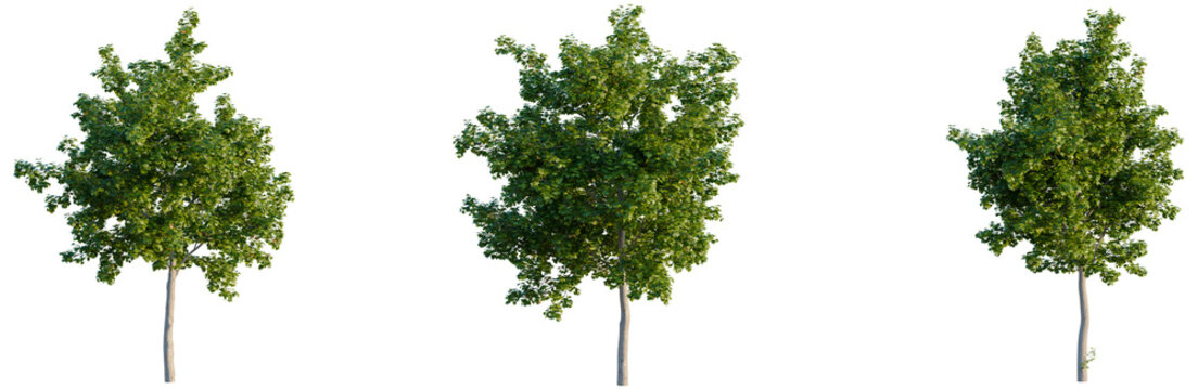 Collection of three young Acer platanoides trees in various growth stages isolated on black.