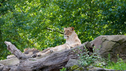 Fototapeta premium Lioness Resting on a Log in a Lush Green Zoo Habitat
