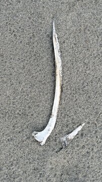 Weathered white bone fragment with sharp point discovered lying on textured surface of sandy beach
