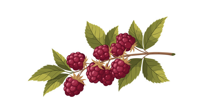 Branch of a blackberry plant with many ripe dark red and purple berries and green leaves is ready for picking.