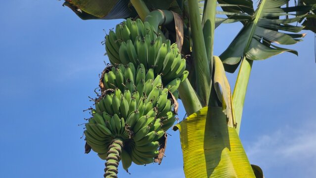 Pisang kepok adalah pisang yang tumbuh subur di iklim tropis indonesia yang biasa di olah menjadi gorengan atau keripik