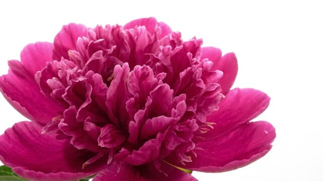 Single vibrant peony flower blooming softly on clean minimal background large copy space