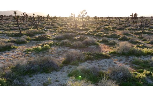 Joshua Trees in Mojave Desert Sunset Palmdale Dolly L California USA
