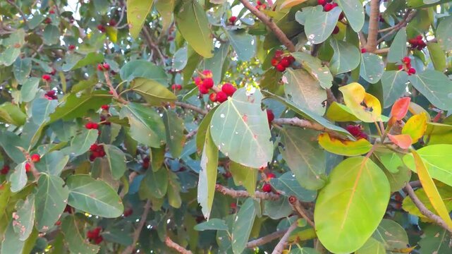 Banyan tree branches with ripe red figs growing among green leaves in a tropical garden under bright daylight 4K video (Ultra High Definition)