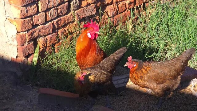 Rooster and hen pecking at grain on the ground near a rustic brick wall in bright afternoon sunlight 4K video (Ultra High Definition)