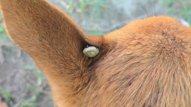 Tick parasitic insect feeding on the ear of a ginger dog in a garden with soft natural lighting 4K video (Ultra High Definition)