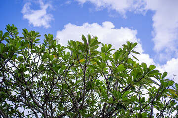 Fototapeta premium Green tropical leaves against blue sky with clouds