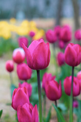 Fototapeta premium Colorful tulips bloom in spring