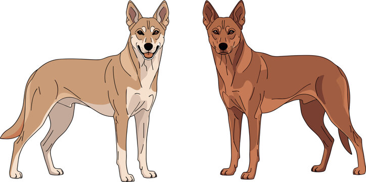 Two Standing Wild Dingo Dogs with Light Tan and Brown Coat Colors Australian Native Canine Animal Cartoon Vector Illustration Isolated on White Background