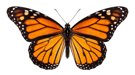 Obraz premium A detailed close-up studio shot of a monarch butterfly with its vibrant orange and black wings outstretched against a pure white background, showcasing intricate patterns and delicate antennae