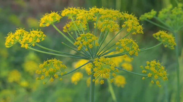 Fennel flower umbels blooming in a lush green herb garden during a bright summer day 4K video (Ultra High Definition)