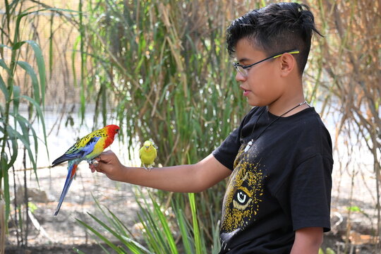 Latino boy holding a rosella bird with a stick in his hand