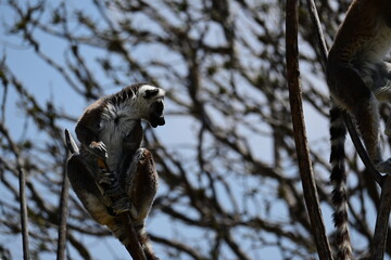 Fototapeta premium LEMUR STANDING AT THE TOP OF A TREE.