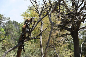 Fototapeta premium LEMURS CLIMBING ON BRANCHES.
