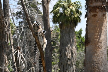Fototapeta premium LEMURS RUNNING ON THE BRANCHES.