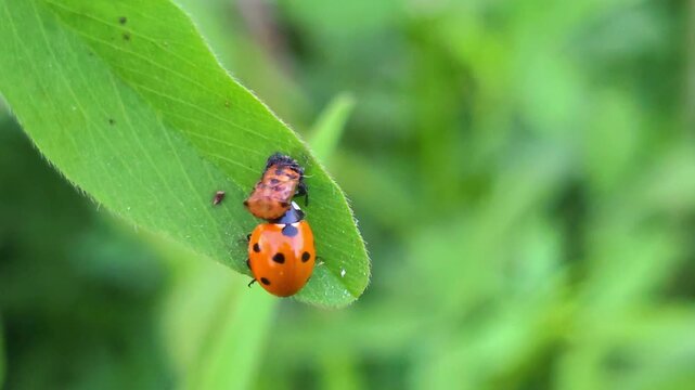 Ladybug resting on a vibrant green leaf during its developmental stage in a sunny garden 4K video (Ultra High Definition)