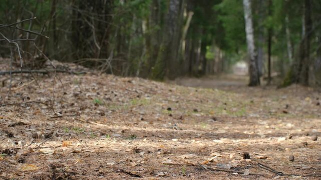 Cute ginger shiba inu dog sitting on path in woods, then happily getting up and running towards camera on leash, panting with tongue out in sunlit forest . Happy shiba inu dog running in forest path