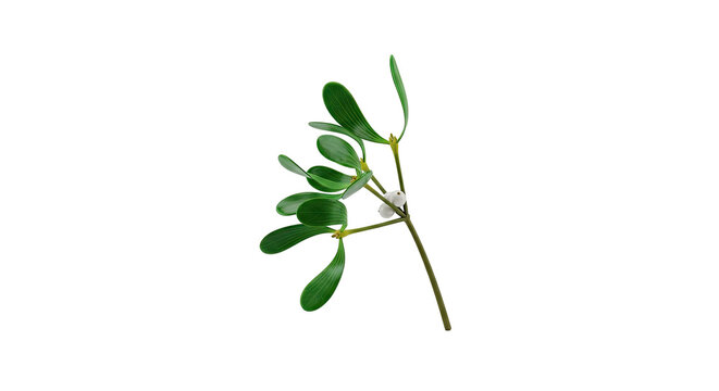 Mistletoe Sprig with White Berries