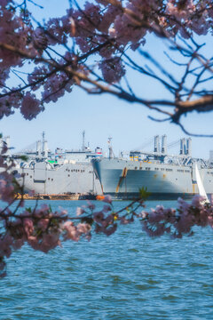 View of large naval ships docked in the harbor framed by blooming pink cherry blossoms under a clear blue sky in Baltimore, Maryland, United States.