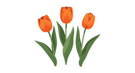 Obraz premium Trio of elegant orange tulips with green leaves standing together in a simple floral arrangement for spring or garden decoration themes.