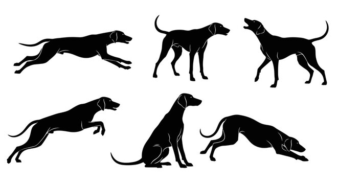 Set of Black Silhouettes of Pointer Dogs in Various Poses