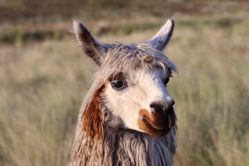 Obraz premium Alpaca breeding process for wool production for the textile industry