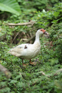 A white Muscovy duck with red caruncles on its face standing in lush green vegetation. Domestic waterfowl foraging in a natural rural environment. Ideal for farming and nature themes.