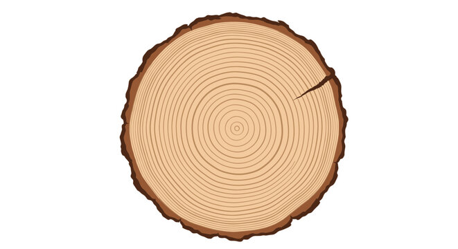 Cross section of a tree trunk displaying detailed growth rings and textured bark on a white background for forestry or nature study.
