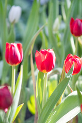 Fototapeta premium Close-up of vibrant red tulip flowers blooming in a sunlit garden. The smooth petals glow with natural light, green leaves, and softly blurred background.