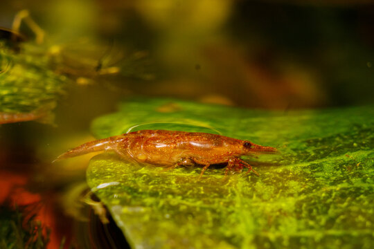 Gamba gestante foto macro 