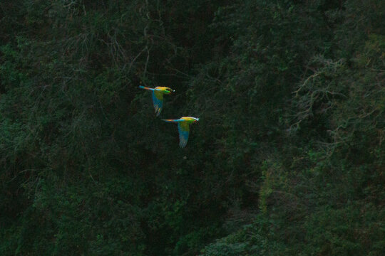 Par de guacamayas en Reserva de la Bi&oacute;sfera, Quer&eacute;taro. 